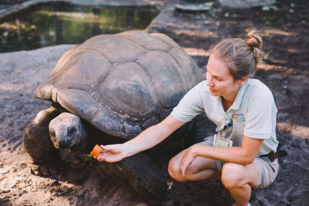 zookeeper feeding tortoise
