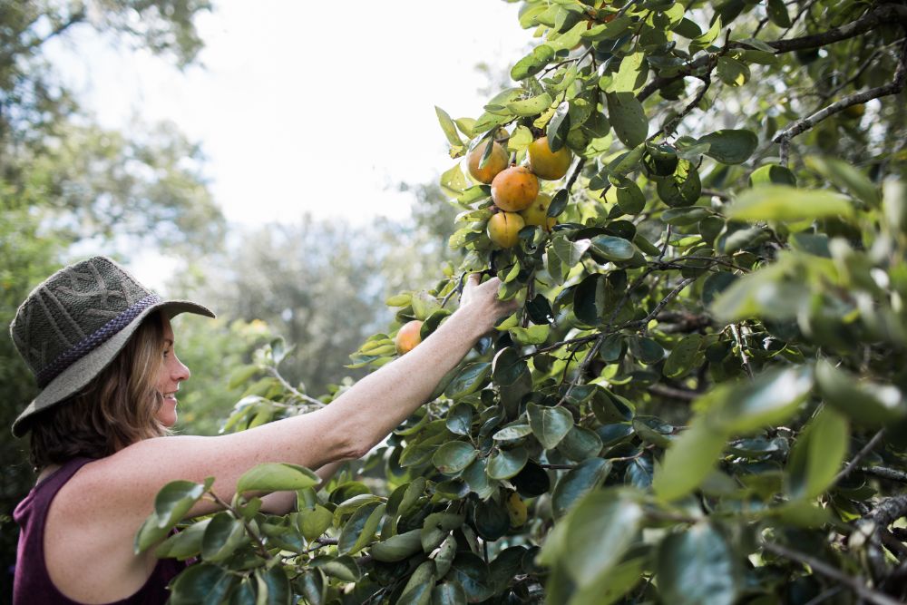 Becky Cardenas picking persimmons for her holiday table decor