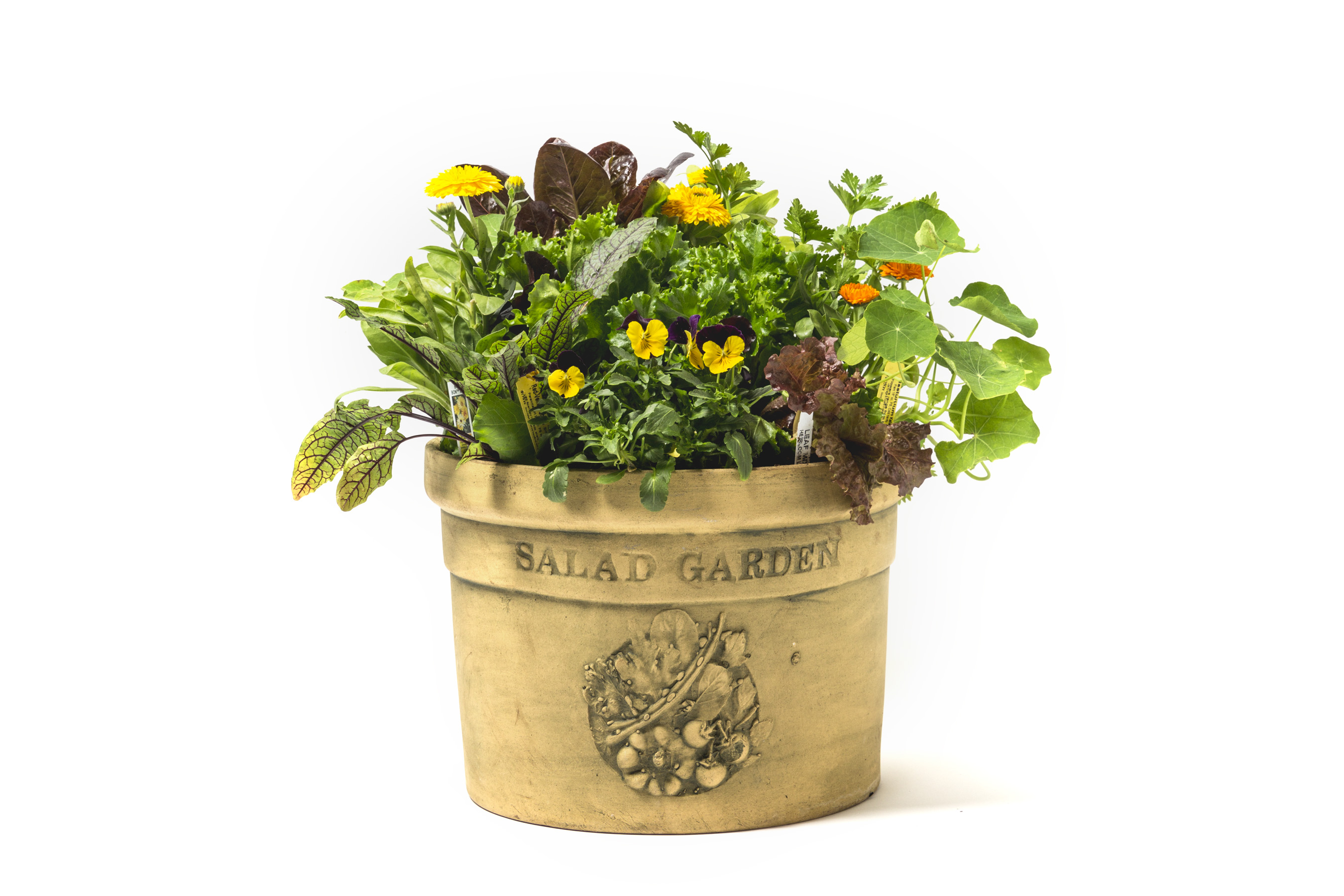 Salad garden in a container