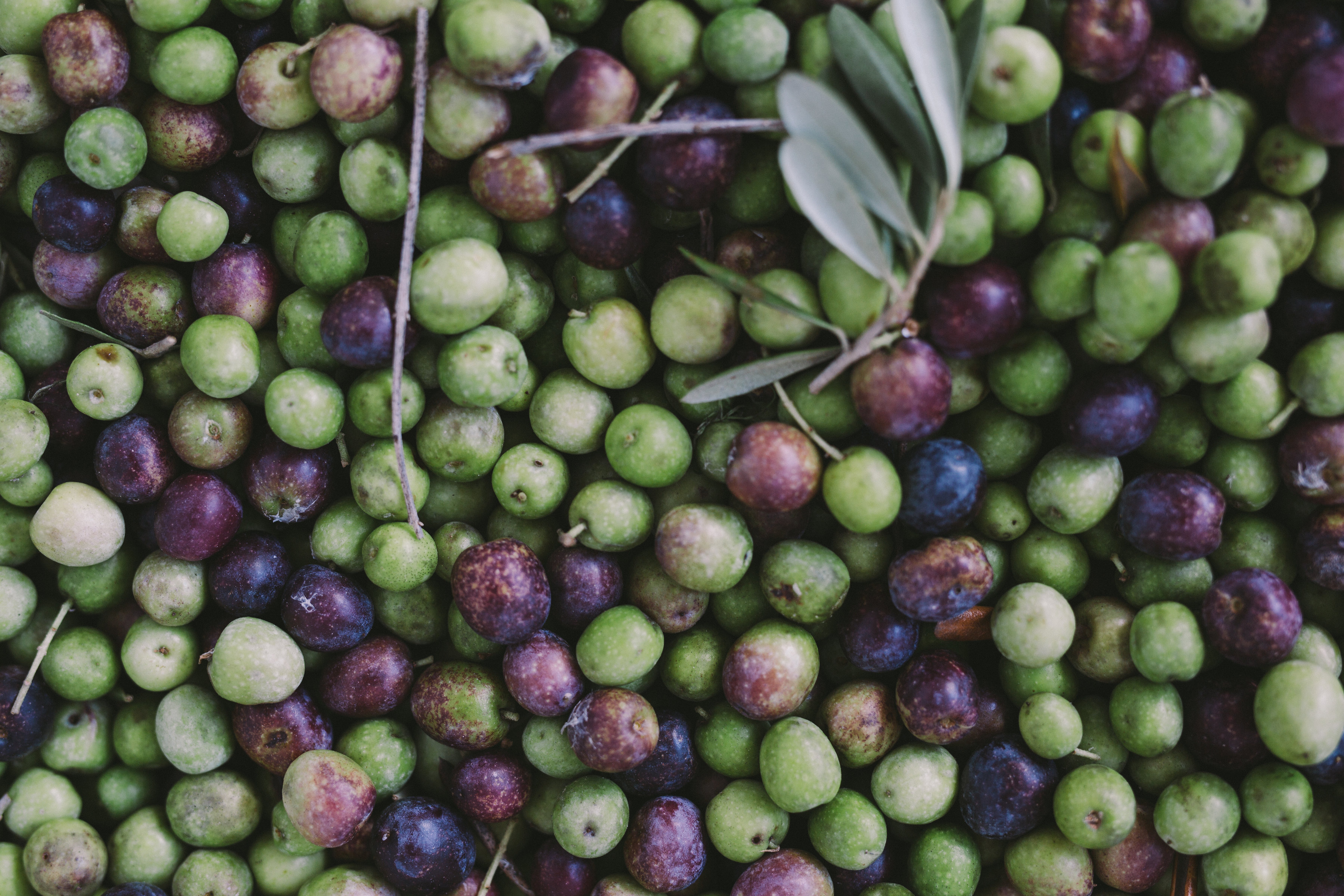 farm fresh florida olives
