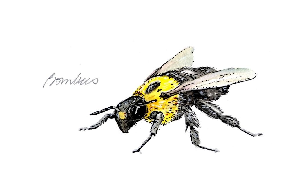 florida bumble bee