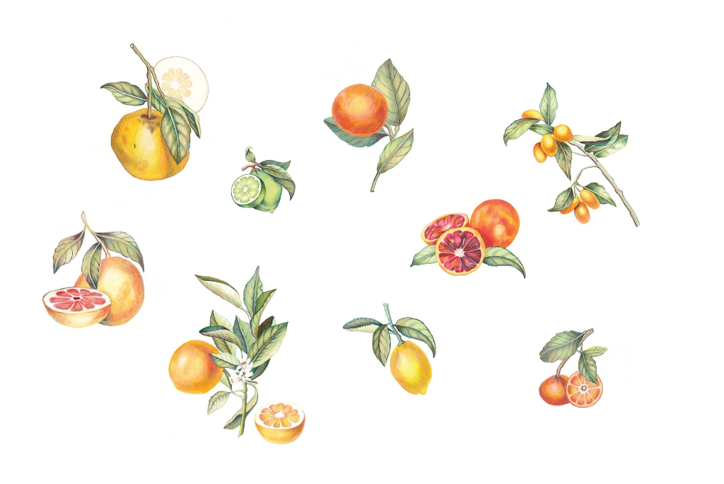 florida citrus illustrations