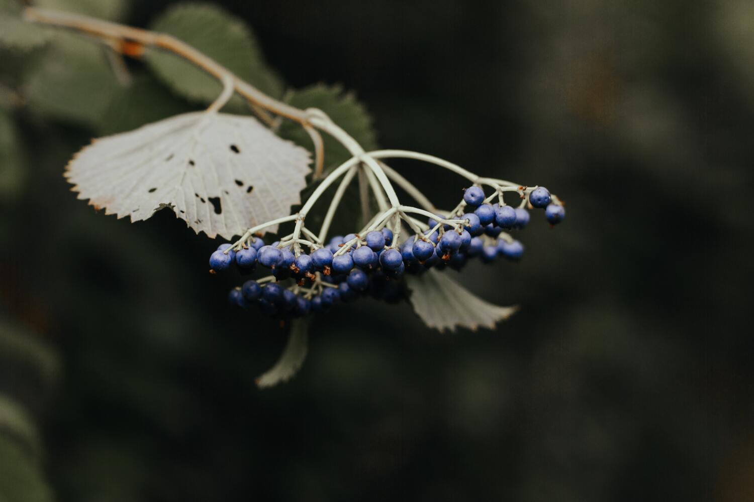 elderberries on a plant