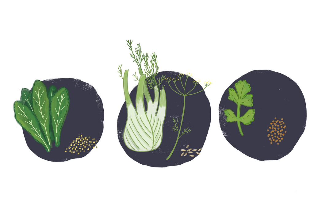 mustard, fennel and cilantro illustration
