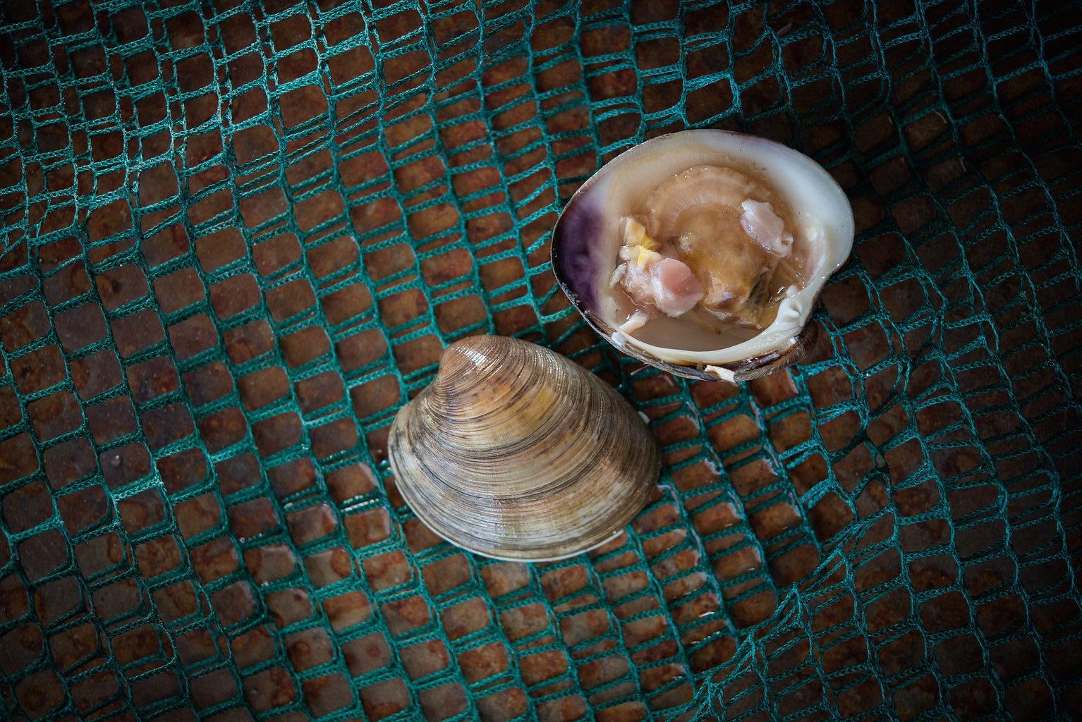 The Lowdown on Local Clams
