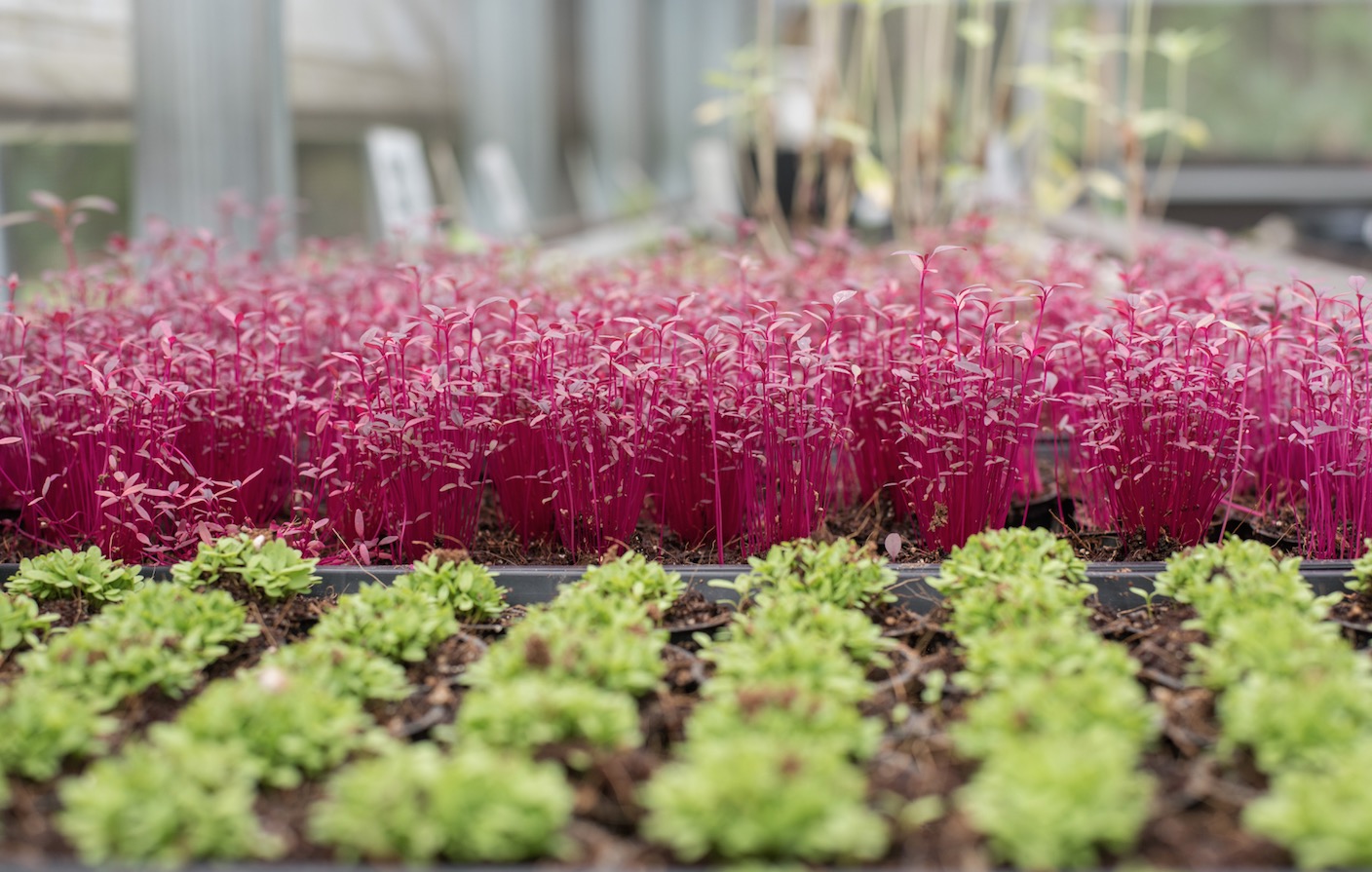 The Chef's Garden Petite Greens with Edible Flowers