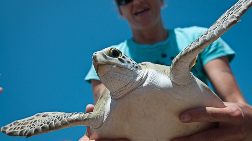 Keepers of the Coast Turtle Release