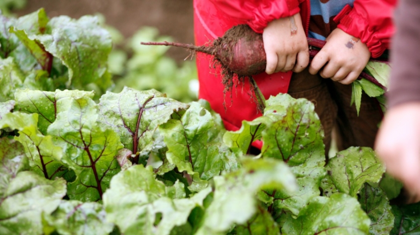 kid holding beets in a field of greens