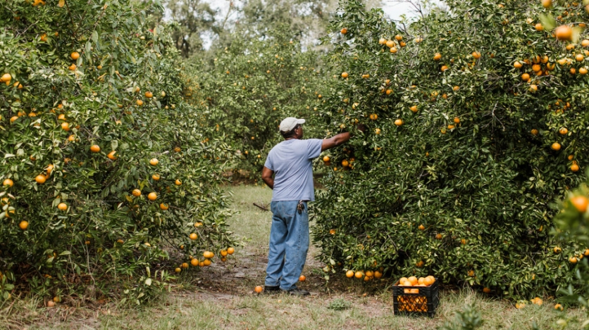 Farmer in his citrus grove in florida