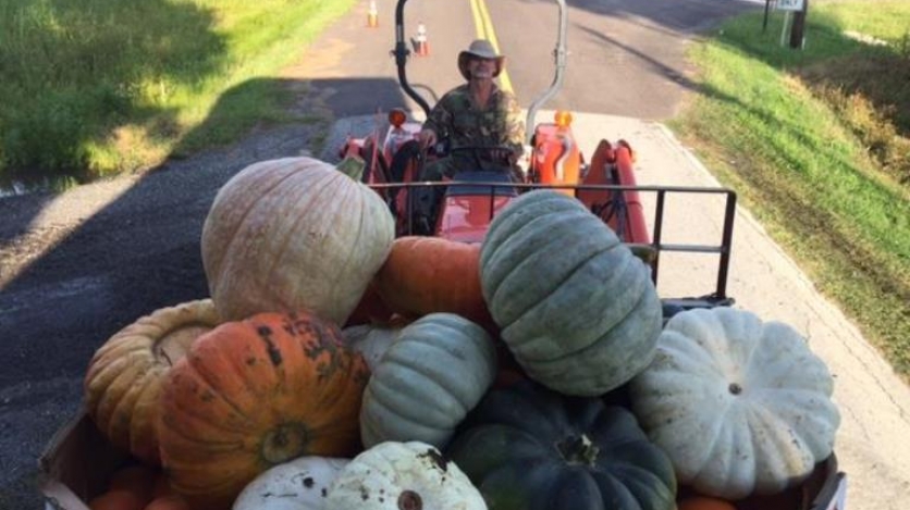 Pumpkins have arrived at Rype and Readi farm market in elkton florida
