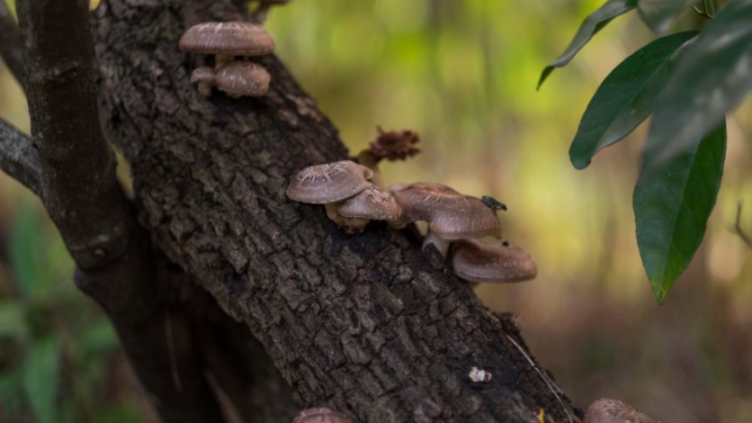 shitake mushrooms growing on tree