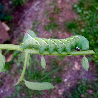 caterpillar on a limb