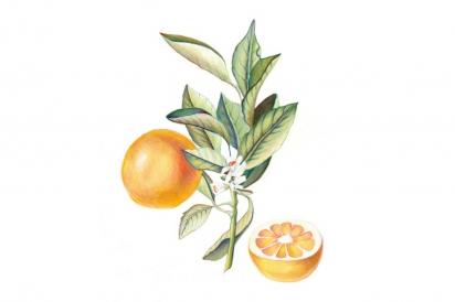 navel orange illustration