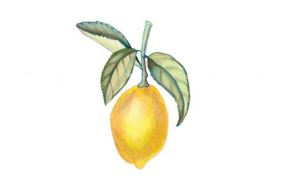 meyer lemon illustration