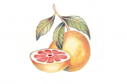 grapefruit illustration
