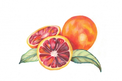 blood orange illustration