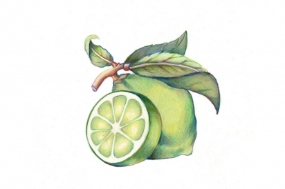 lime illustration