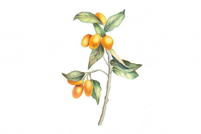 kumquat illustration
