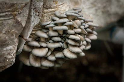 Mushrooms growing from a bag