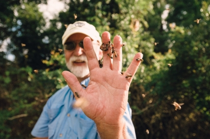 Bo Sterk handles his honey bees in St. augustine Florida