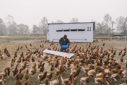 BEthesda Farm Chickens