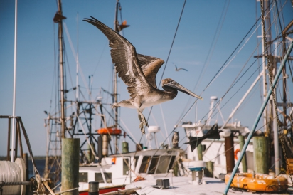 Pelican Landing on a boat in Jacksonville Florida