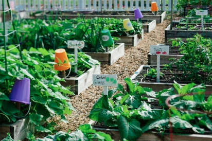 A garden ready for harvest with signs indicating produce planted in jax beach