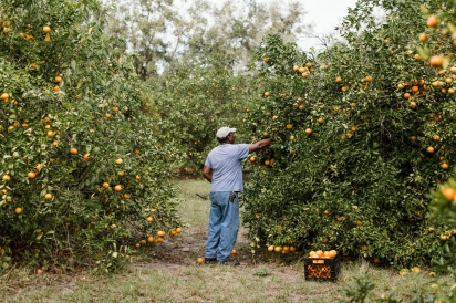 Cecil Nelson in his citrus grove