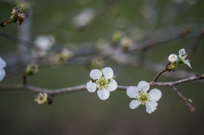 Mayhaw Blossoms