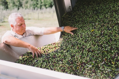 Jonathan Carter sorting olives