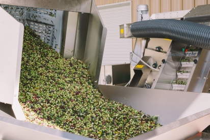 olives in sorting machine