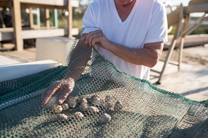 Clam farmer with clams under net