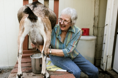 Sharon milking goat