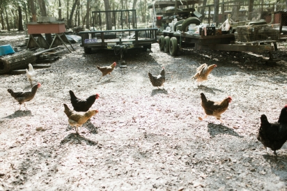 chickens at goat farm