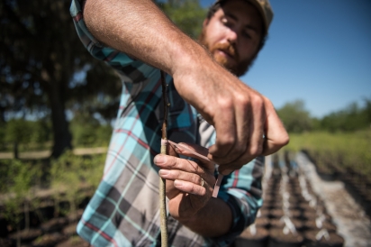 Scott Meyer of Congaree and Penn Farm grafts mayhaw scions in Northeast Florida 