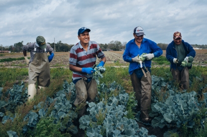 Farmworkers in the field harvesting broccoli.