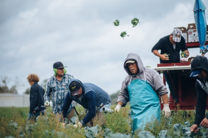 farmworkers picking broccoli
