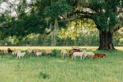 five cedars sheep farm