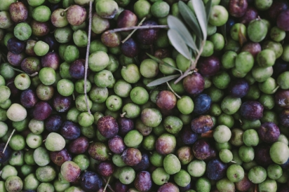 fresh picked olives