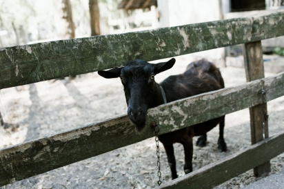 Goat and fence.