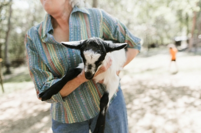 Baby Goat in arms of owner