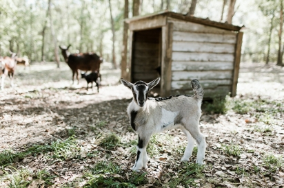 Baby goat in pasture