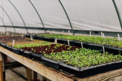 greenhouse-juicy-roots-farm