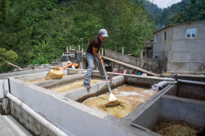 guatemala coffee processing