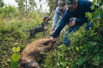 hunting wild hogs