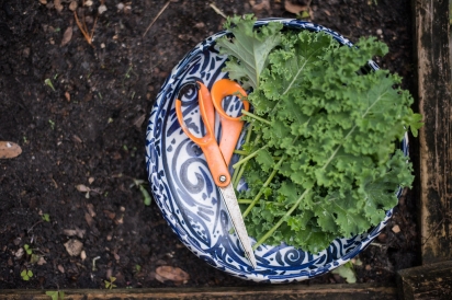 kale and scissors in blue and white bowl