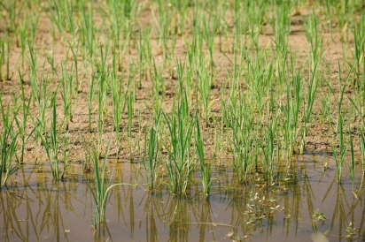 Rice field at Congaree and Penn Farm and Mills