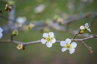 Mayhaw blossoms