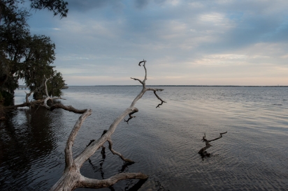 tree in the St. Johns River