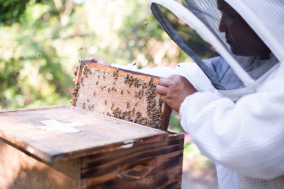 beekeeping at Sawgrass Marriott